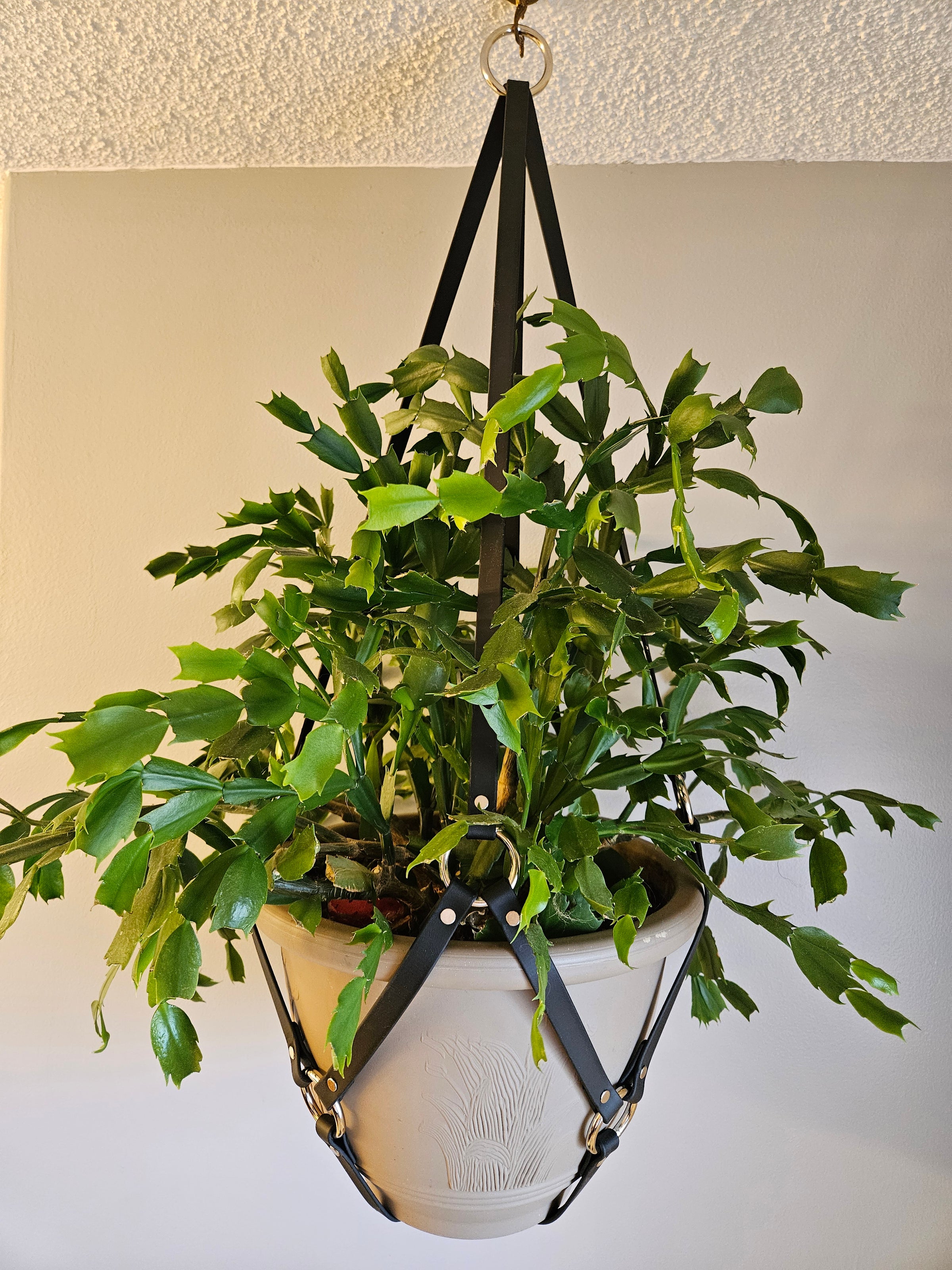 Large bondage plant holder | Bio-Kink